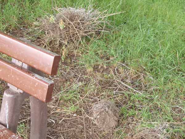 Nach Sturm abgest�rztes Nest