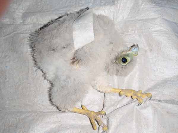 Turmfalkenk�ken mit Verletzungen nach Absturz