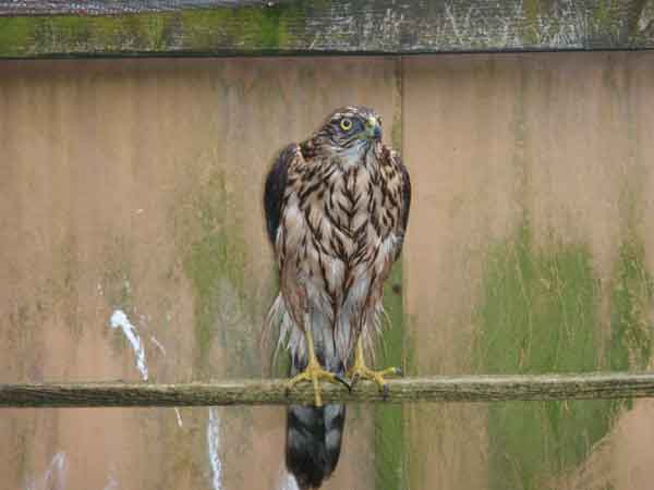 Junghabicht in der Freivoliere