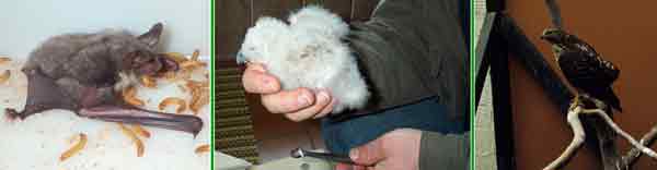 Pfleglinge der Auffangstation 