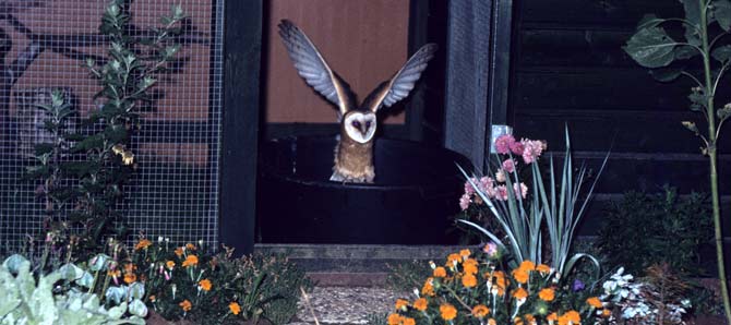 Schleiereule bei der Freilassung