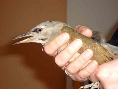 Grauspecht nach Anprall