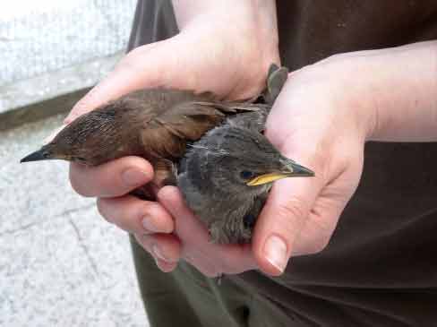 Farbvariante des Jungstares