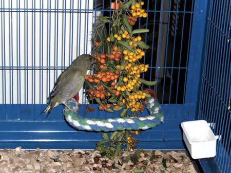 Fink an nat�rlicher Nahrung. Bild P. Ehrhardt 