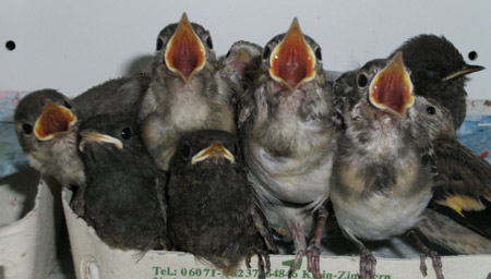 Bettelnde Singvogelgruppe. Bild P. Ehrhardt