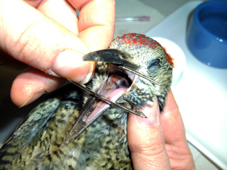 Gr�nspecht mit abgeschnittener Zunge