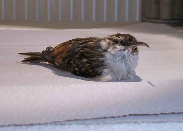 Anprallopfer Waldbauml�ufer