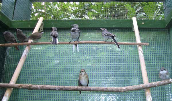 Auswilderungsgruppe in der Voliere