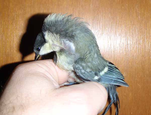 Kohlmeise mit Luftsackverletzung