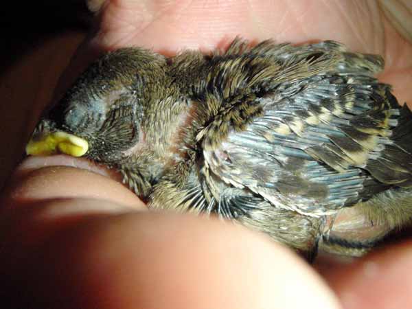 Haussperling-Nestling