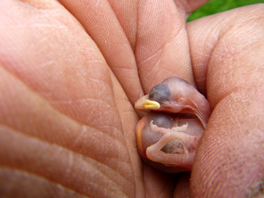 Haussperling-K�ken. Bild Dirk Diehl