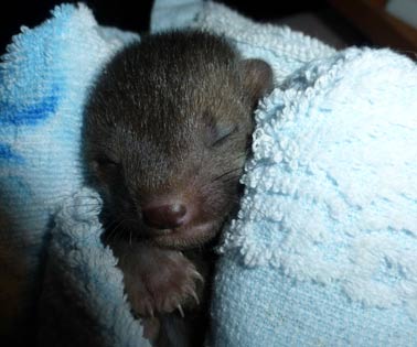 Marderkind. Wildtierhilfe Odenwald