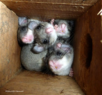 Siebenschl�fer. Wildtierhilfe Odenwald