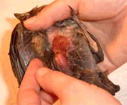 Amsel von Katze erbeutet. 