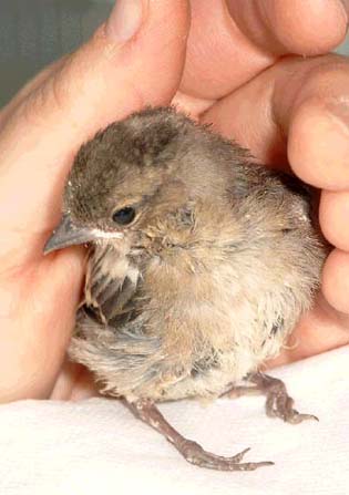 Junger Buchfink: Kr�ppel durch falsche Aufzucht!