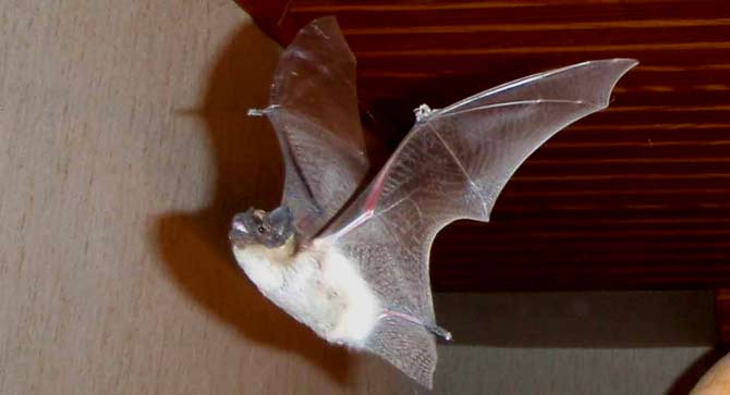 Zweifarbfledermaus im Flug (D. Diehl)