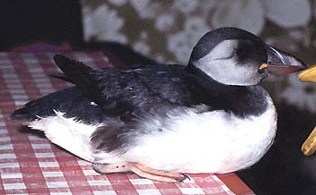 Papageientaucher, Fund in Hessen