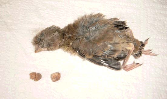 Der kleine Gr�nfink starb durch falsches Futter!