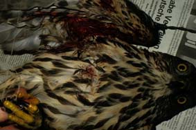 Junghabicht, mit Stacheldraht im Fleisch. 