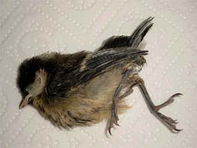 Ertrunkene Kohlmeise