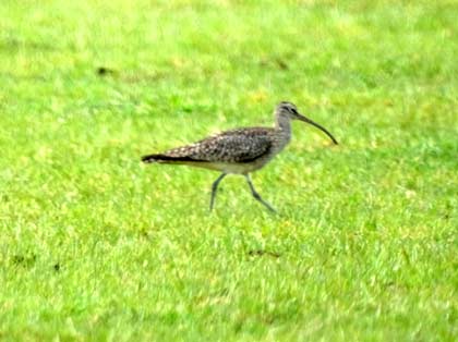 Regenbrachvogel (D. Diehl)