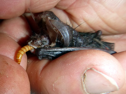 Langohrfledermaus beim Fressen (D. Diehl)