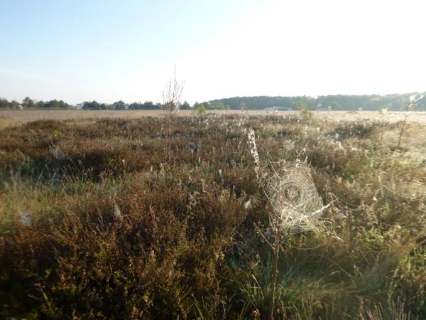 Morgenstimmung beim Birdrace (D. Diehl)