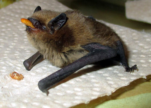 Zwergfledermaus-Pflegling. D. Diehl