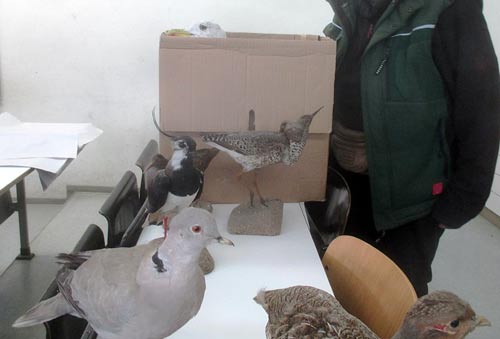 Beim Packen der Pr�parate. D. Diehl