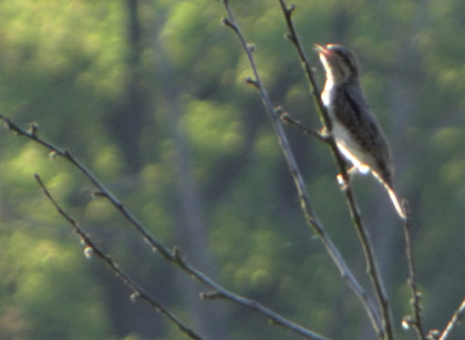 Wendehals beim Gesang. Bild: Dirk Diehl